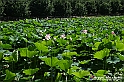VBS_4640 - Fioritura loto a Vezza d'Alba